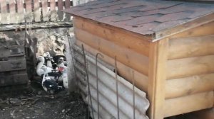 Когда лучше убирать уток, что бы легче было их ощипать.