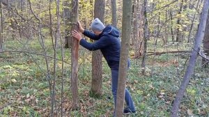 Валим деревья в лесу.