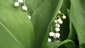 Ландыш.  Дачные картинки 2022.