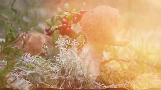 Как прекрасен этот мир ???? смотреть онлайн