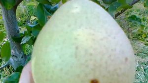 Егорьевский тепличный комбинат. Груша Январская. Отзыв.