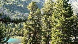 ВЛАДИМИР  МЕГРЕ   "АНАСТА"