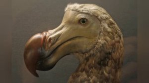 Додо. Почему они вымерли? Интересные факты.