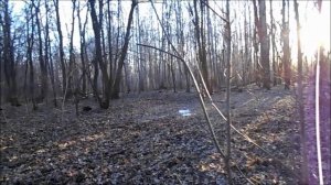 вместо грибочков мошкары море