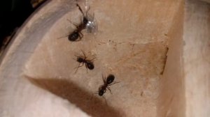 Camponotus herculeanus. Красногрудый муравей древоточец. Жизнь в природе и содержание. Энциклопедия