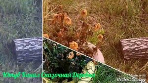 Моя утренняя печалька. Замёрзли все георгины(