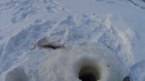 ВСЕ НАЧАЛОСЬ С ЭТОЙ МОЩНОЙ ПОКЛЕВКИ.ЗИМНЯЯ РЫБАЛКА НА МОРМЫШКУ НА  ЯМАЛЕ.ДЕКАБРЬ 2019.