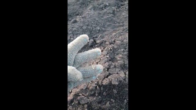 ЧЕСНОК ШАДЕЙКА В БАШКИРИИ. ПЕРВАЯ ПОДКОРМКА. СЕЗОН 2023 смотреть онлайн