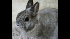 №92 Онлайн-Выставка  кроликов