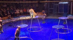 Тигры в цирке Никулина.