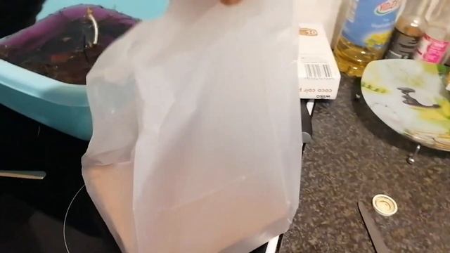 Посадка клубники#клубника#саженцы#как посадить клубнику смотреть онлайн