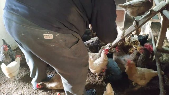 Яйценоскость кур НЕСУШЕК за 4 дня. Автономный ЗИМНИЙ КУРЯТНИК