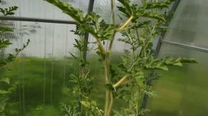 Выращивание арбузов вертикально в средней полосе