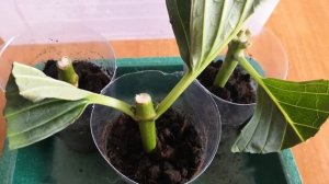 Укоренение гортензии из букета