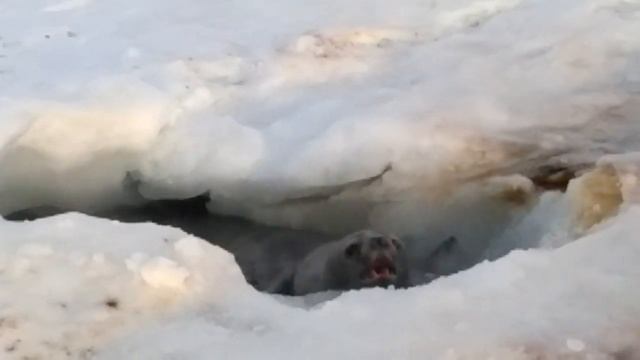 Тюлени Уэдделла смотреть онлайн