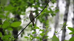 Марат Файрушин(балачак)-Чишма башы.