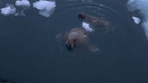 Морж  напал на лодку и защитил Землю Франца Иосифа