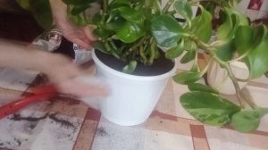 комнатные цветы/чем подкармливаю/пересадка/покупки для комнатных цветов