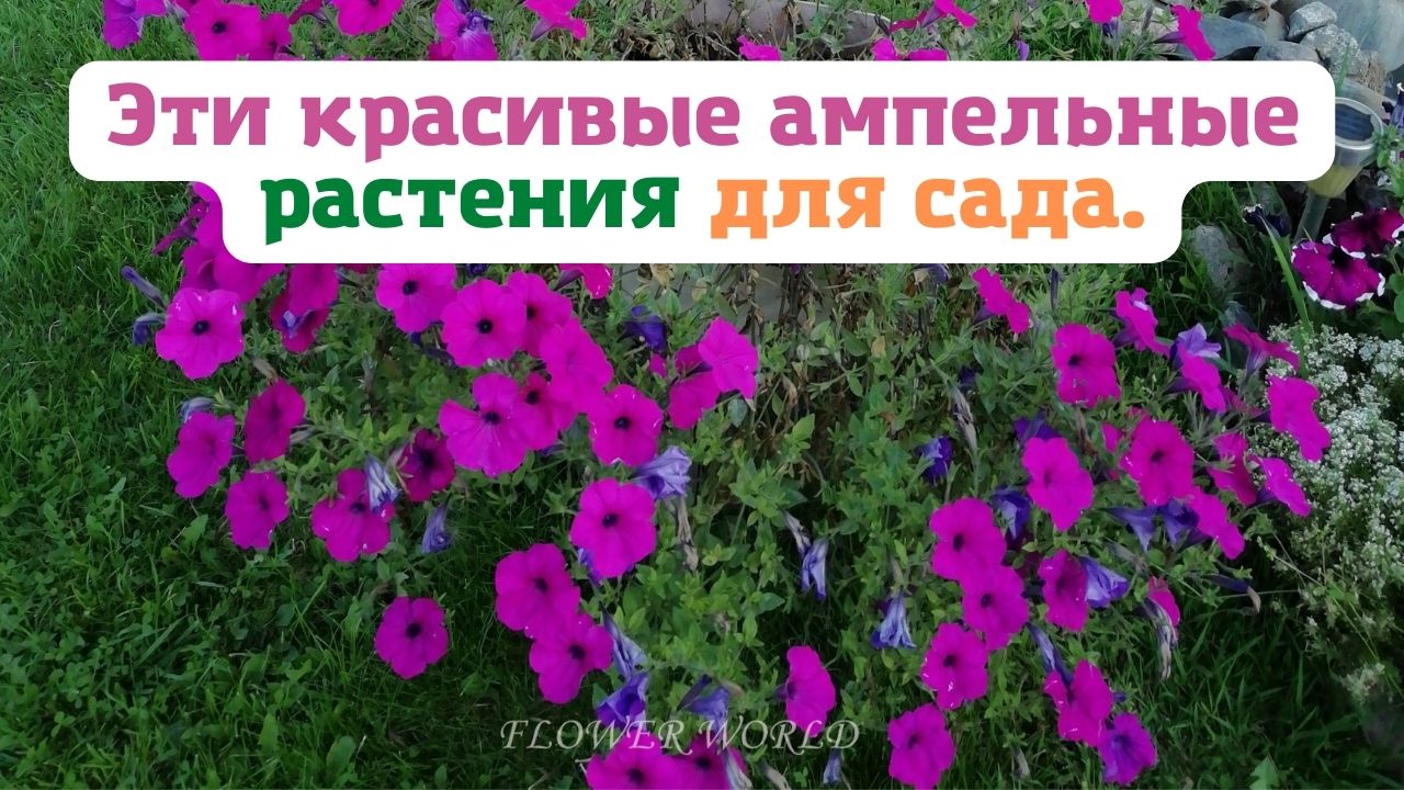 Эти красивые ампельные растения для сада??