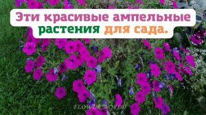 Эти красивые ампельные растения для сада??