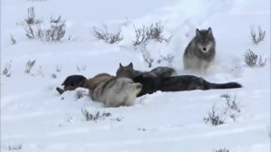 Волк против Медведя – самые эпичные схватки! Кто настоящий хозяин леса?