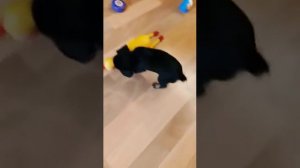 Пти брабансон Луня играет