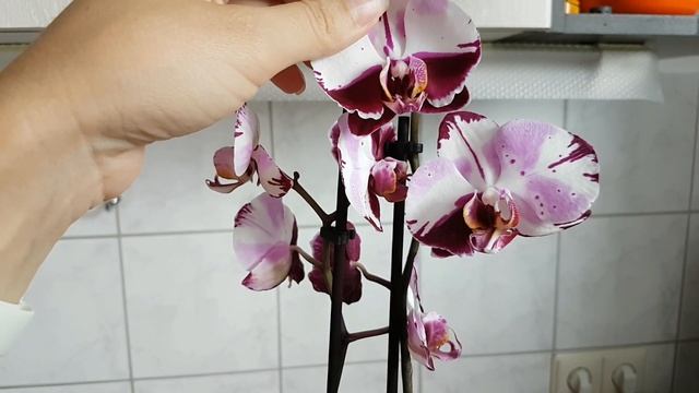 104. МУТАНТ фаленопсис Gan Lin Beauty, Magic Art или Каменная Роза? Марафон НОВЫХ орхидей, 7/7