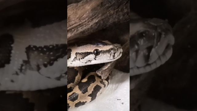 Малышка тигрового питона #ТигровыйПитон #Змея #TigerPython #Snake #Python