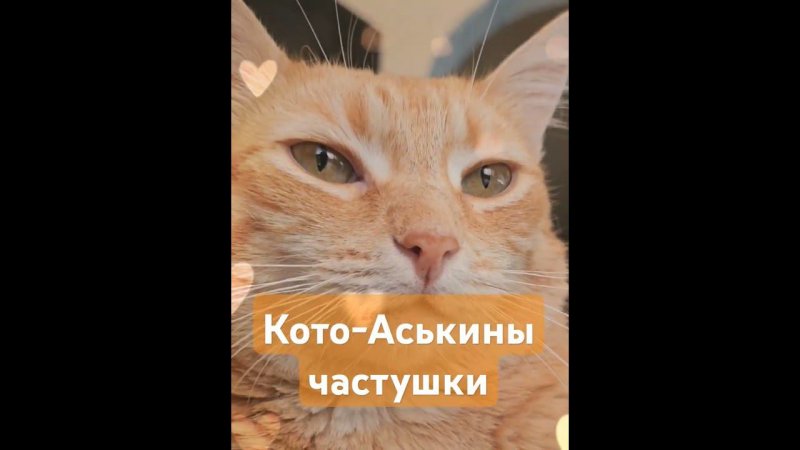 #Аськинычастушки #позитив #кошки #животные #нашикоты #рекомендации #смешныекотики #юмор