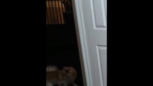 SSSniperWolf try not to cum challenge 2019