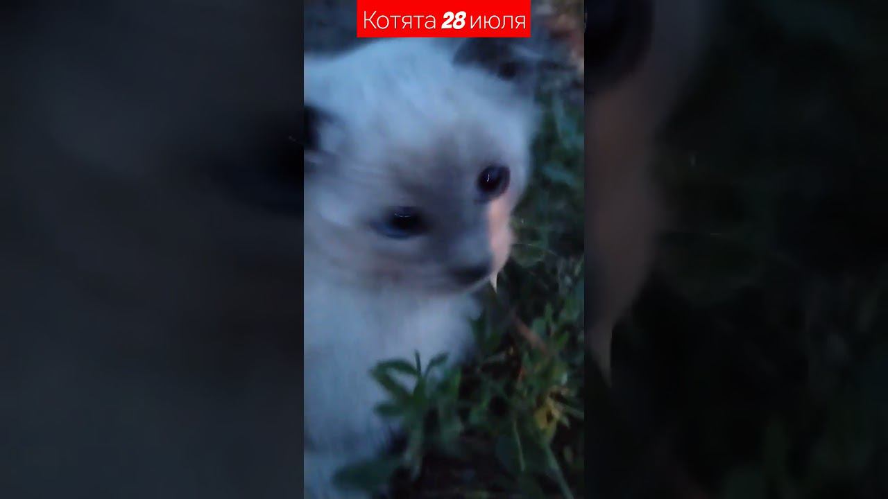 котята 28 июля #котята #cats #meow смотреть онлайн