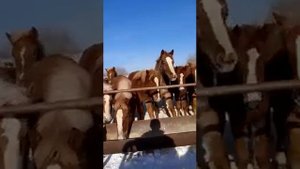 Продажа жеребят Советские тежеловозы т89529040258.