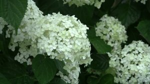 Футаж гортензия 06