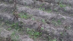 ч.2  Посадка под трёхрядный окучник.  Урожай.