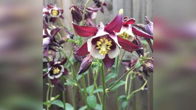 Аквилегия обыкновенная Уильям Гинесс смотреть онлайн