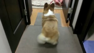 Животные танцуют тверк