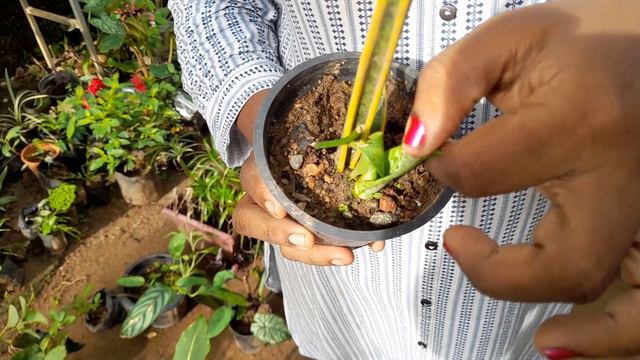 Excuse me.. വണ്ടിയൊന്നു ഒതുക്കിയേ ഭാര്യമാർ കുറച്ചു ചെടികൾ എടുത്തോട്ടെ #costly plants from the hunti смотреть онлайн