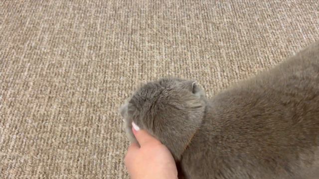 ВЛОГ: 29.02.24. Прогулянка до річки. Багато Кокосика. Новий костюм. Весняна природа смотреть онлайн