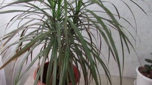 Драцена уход зимой придерживаюсь этих 5 правил и всегда отличный результат  #комнатныецветы