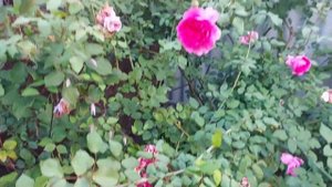 Цветение клематисов осенью!