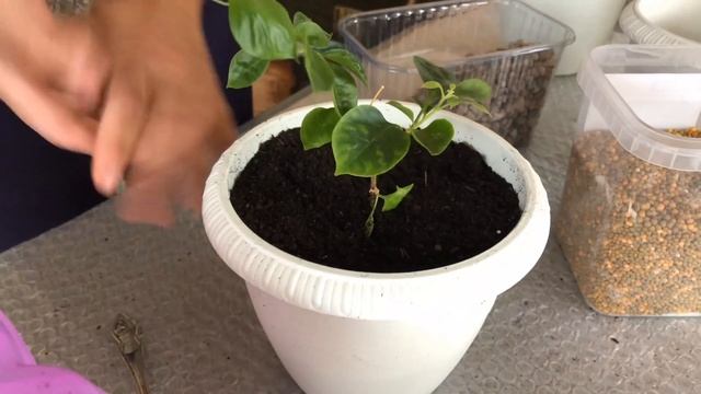 БУГЕНВИЛЛИЯ ОБЗОР И ПЕРЕСАДКА НОВЫХ СОРТОВ 4К смотреть онлайн