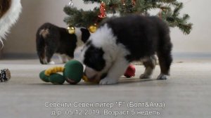 Новогодний беспредел. В главных ролях щенки австралийской овчарки (ауси)