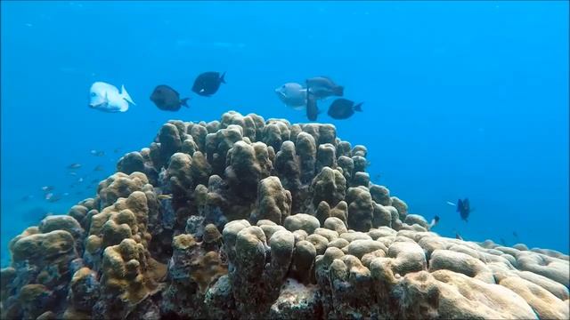 шум моря для сна/ рыбки для сна/#dream #water noise #sound of the sea смотреть онлайн