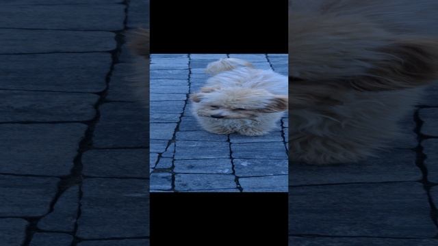 Мальтипу мини девочка