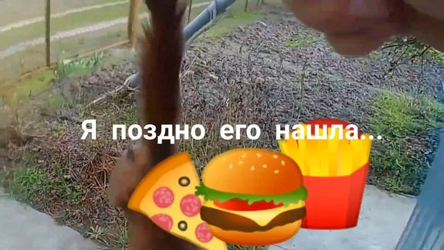 Нашла бельчонка , кормлю молоком . История спасения грудничка. #ДомаВместе