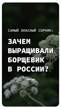 Самый опасный сорняк: зачем выращивали борщевик в России? // Вечерняя Москва