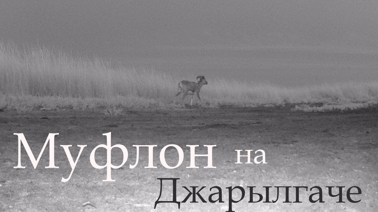 Муфлон на острове Джарылгач. Фотоловушка смотреть онлайн