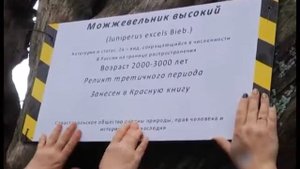 Древнейшему можжевельнику Крыма более 2х тысяч лет!