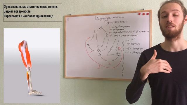 Функциональная анатомия мышц голени. Икроножная мышца и камбаловидная мышца