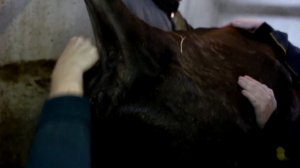 Инъекция в подхвостовые складки коровы